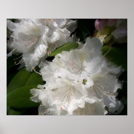 Weiße Rhododendren Poster (Vorne)