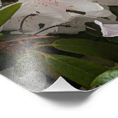 Weiße Rhododendron Blooms und Bambuszaun Blumen Fotodruck (Ecke)
