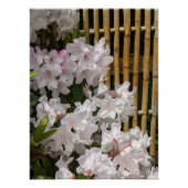 Weiße Rhododendron Blooms und Bambuszaun Blumen Poster (Vorderseite)