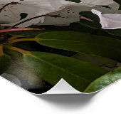Weiße Rhododendron Blooms und Bambuszaun Blumen Poster (Ecke)