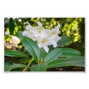 Weiße Rhododendronblüten, Allan Park, Norland Fotodruck