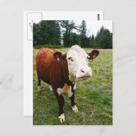 Weiße Rindenkuh Postkarte (Vorne/Hinten)