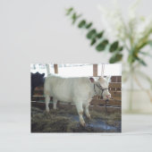 Weiße Rinder Postkarte (Stehend Vorderseite)