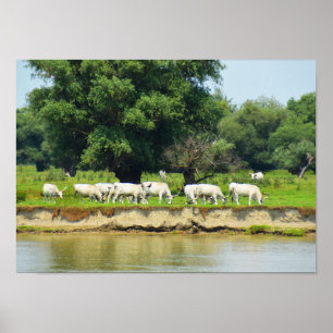 Weiße Rinder und Fluss Donau Poster