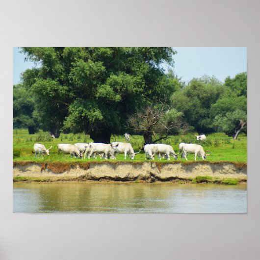 Weiße Rinder und Fluss Donau Poster (Vorne)