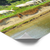 Weiße Rinder und Fluss Donau Poster (Ecke)