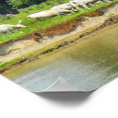 Weiße Rinder und Fluss Donau Poster (Ecke)