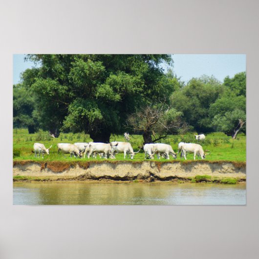 Weiße Rinder und Fluss Donau Poster (Vorne)