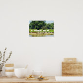 Weiße Rinder und Fluss Donau Poster (Küche)