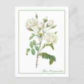 Weiße Rosa Campanulata Redoute Postkarte (Vorderseite)