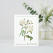Weiße Rosa Campanulata Redoute Postkarte (Stehend Vorderseite)