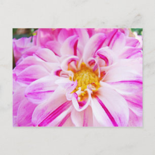 Weiße rosa Dahlienblüten Postkarten Floraler Garte