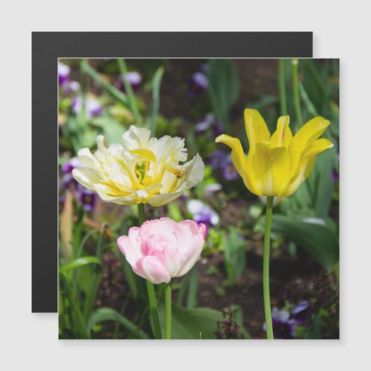 Weiße, rosa und gelbe Tulpen im Garten Magnetkarte (Vorne/Hinten)