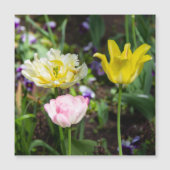 Weiße, rosa und gelbe Tulpen im Garten Magnetkarte (Vorderseite)