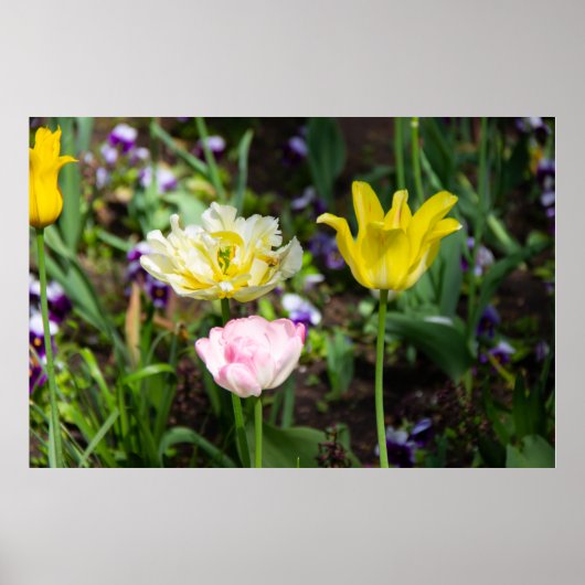 Weiße, rosa und gelbe Tulpen im Garten Poster (Vorne)