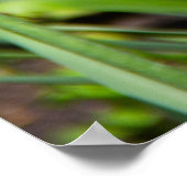 Weiße, rosa und gelbe Tulpen im Garten Poster (Ecke)