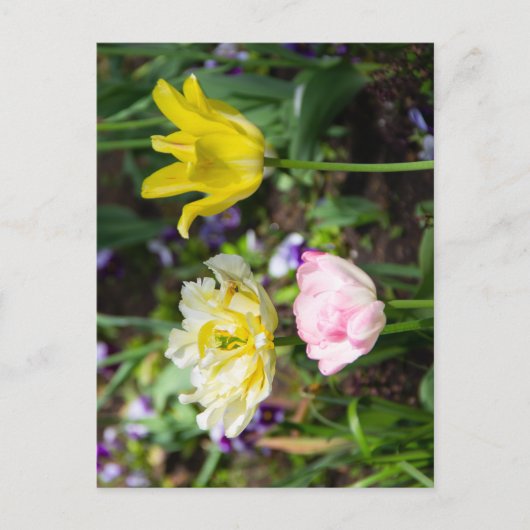 Weiße, rosa und gelbe Tulpen im Garten Postkarte (Vorderseite)