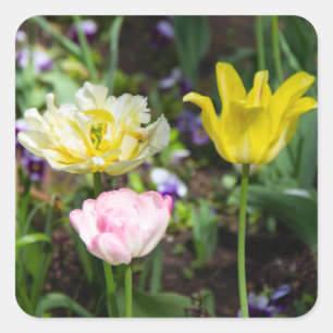 Weiße, rosa und gelbe Tulpen im Garten Quadratischer Aufkleber