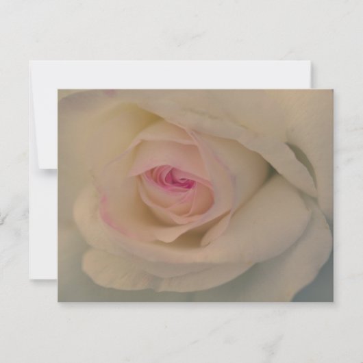 Weiße Rose (Vorderseite)