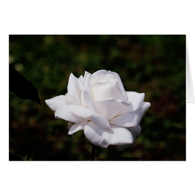 weisse Rose (Vorderseite (Horizontal))