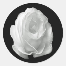 weiße-Rose-auf-dem-schwarzen-Hintergrund