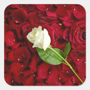 Weiße Rose auf roten Blumenblättern Quadratischer Aufkleber