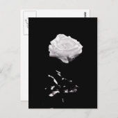 Weiße Rose auf schwarzem Hintergrund Postkarte (Vorne/Hinten)