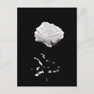 Schwarz Weisse Rose Poster Zazzle De