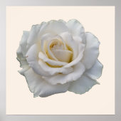 Weiße Rose Beige Poster (Vorne)