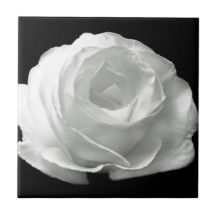 Weiße Rose blüht Blumen-Garten-FriedensLiebe-Kunst Fliese