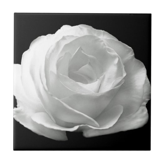 Weiße Rose blüht Blumen-Garten-FriedensLiebe-Kunst Fliese (Vorderseite)