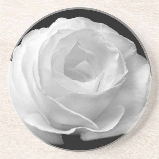 Weiße Rose blüht Blumen-Garten-FriedensLiebe-Kunst Untersetzer (Vorne)