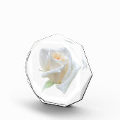 Weiße Rose Fotoblock (Rechts)