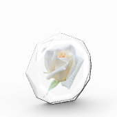Weiße Rose Fotoblock (Links)