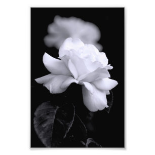 Weiße Rose Fotodruck