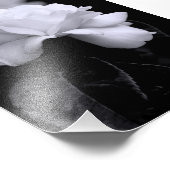 Weiße Rose Fotodruck (Ecke)