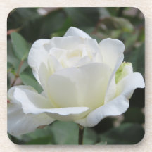 Weiße Rose