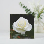 Weiße Rose Karte (Stehend Vorderseite)