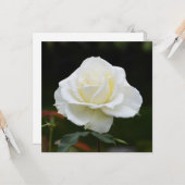 Weiße Rose Karte (Vorderseite/Rückseite Beispiel)
