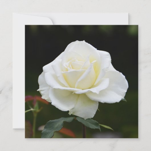 Weiße Rose Karte (Vorderseite)