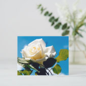 Weiße Rose - Leben feiern Postkarte (Stehend Vorderseite)