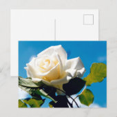 Weiße Rose - Leben feiern Postkarte (Vorne/Hinten)