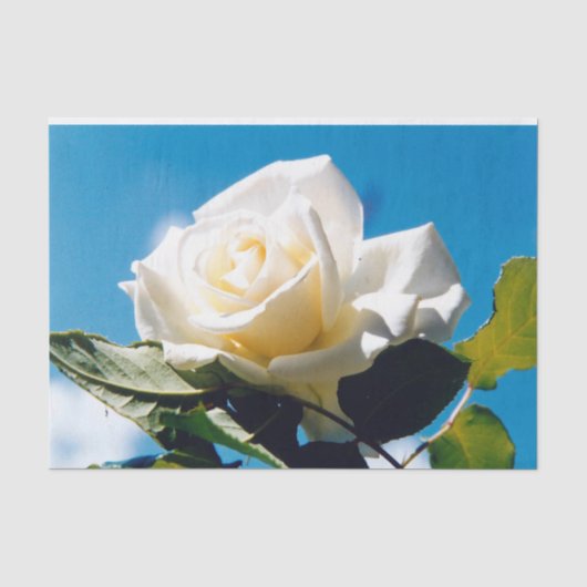 Weiße Rose - Leben feiern Seidenpapier (Vorderseite)