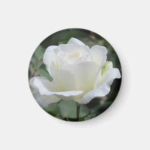 Weiße Rose Magnet