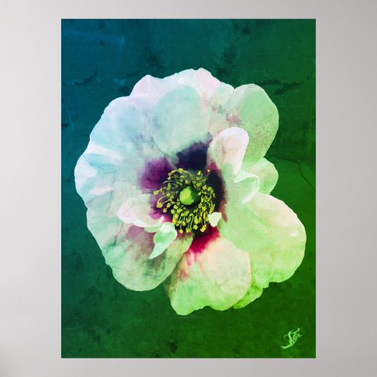 Weiße Rose mit dunklem Herz - Ölfarbe Poster (Vorne)