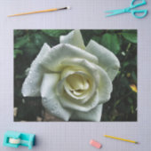 Weiße Rose mit dunklem Hintergrund Seidenpapier (Basteln)