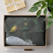 Weiße Rose mit dunklem Hintergrund Seidenpapier (Geschenk)
