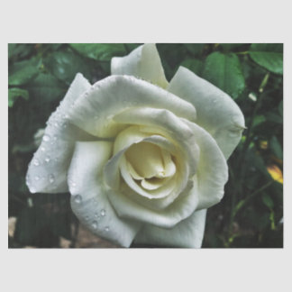 Weiße Rose mit dunklem Hintergrund Seidenpapier