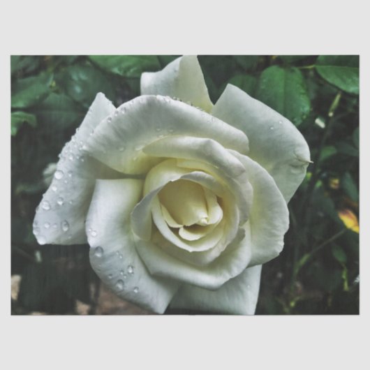 Weiße Rose mit dunklem Hintergrund Seidenpapier (Vorderseite)