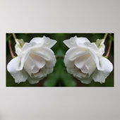 Weiße Rose mit Raindrops Blumenspiegel Abstrakt Poster (Vorne)